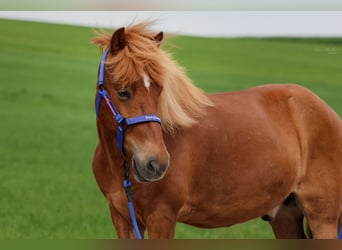 Icelandic Horse, Gelding, 9 years, Chestnut-Red