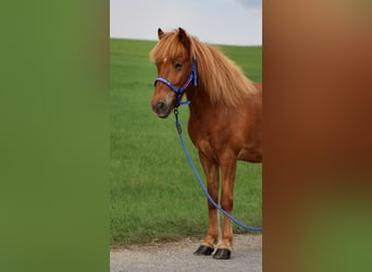 Icelandic Horse, Gelding, 9 years, Chestnut-Red