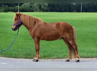 Icelandic Horse, Gelding, 9 years, Chestnut-Red