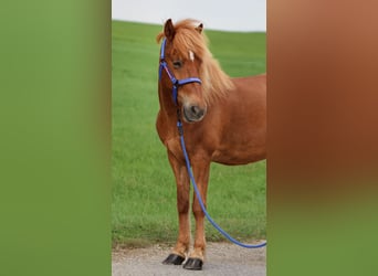 Icelandic Horse, Gelding, 9 years, Chestnut-Red