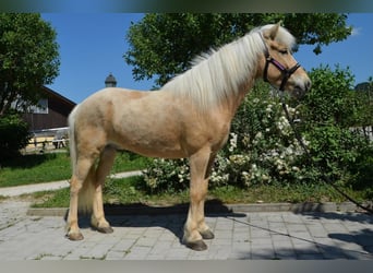 Icelandic Horse, Gelding, 9 years, Palomino