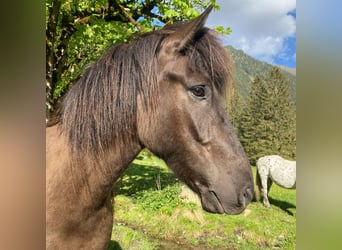 Icelandic Horse, Gelding, 9 years, Smoky-Black