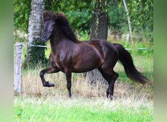 Icelandic Horse, Mare, 10 years, 13.1 hh, Black
