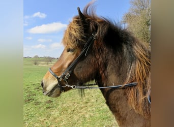 Icelandic Horse, Mare, 10 years, 13.1 hh, Brown