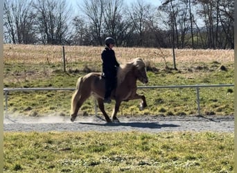 Icelandic Horse, Mare, 10 years, 13.1 hh, Chestnut-Red