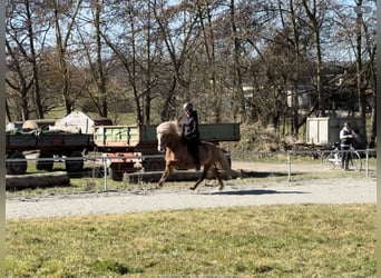 Icelandic Horse, Mare, 10 years, 13.1 hh, Chestnut-Red