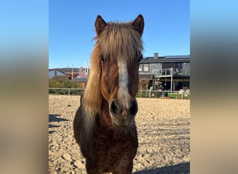Icelandic Horse, Mare, 10 years, 13.1 hh, Chestnut-Red
