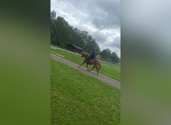 Icelandic Horse, Mare, 10 years, 13,1 hh, Chestnut-Red