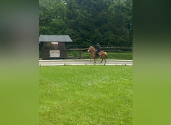 Icelandic Horse, Mare, 10 years, 13,1 hh, Chestnut-Red