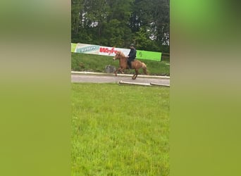 Icelandic Horse, Mare, 10 years, 13,1 hh, Chestnut-Red