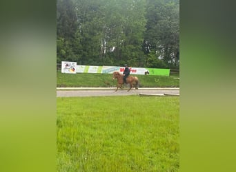 Icelandic Horse, Mare, 10 years, 13,1 hh, Chestnut-Red