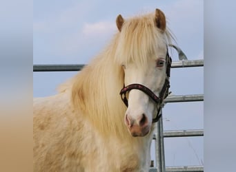 Icelandic Horse, Mare, 10 years, 13.1 hh
