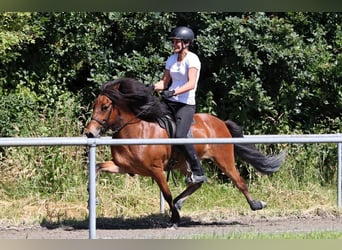 Icelandic Horse, Mare, 10 years, 13,2 hh, Bay