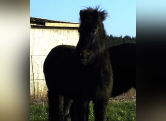 Icelandic Horse, Mare, 10 years, 13.2 hh, Black