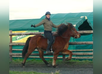 Icelandic Horse, Mare, 10 years, 13.2 hh, Brown