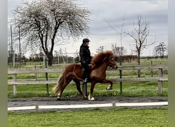 Icelandic Horse, Mare, 10 years, 13.2 hh, Chestnut-Red