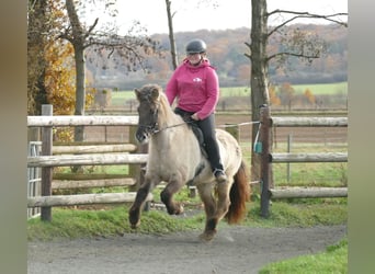 Icelandic Horse, Mare, 10 years, 13,2 hh, Dun