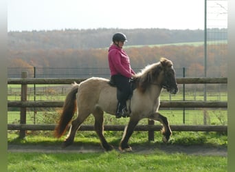 Icelandic Horse, Mare, 10 years, 13,2 hh, Dun