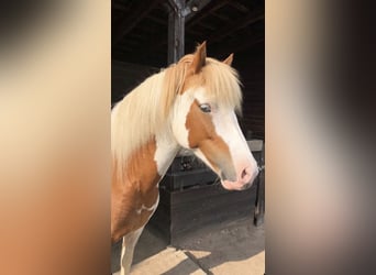 Icelandic Horse, Mare, 10 years, 13.2 hh, Pinto