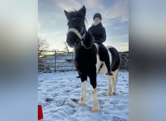 Icelandic Horse, Mare, 10 years, 13.2 hh, Pinto