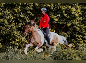 Icelandic Horse, Mare, 10 years, 13.2 hh, Pinto