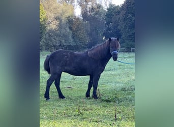 Icelandic Horse, Mare, 10 years, 13,2 hh, Roan-Blue