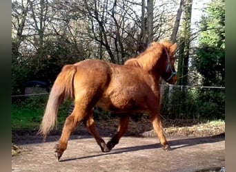 Icelandic Horse, Mare, 10 years, 13.3 hh, Sorrel