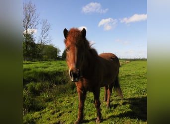 Icelandic Horse, Mare, 10 years, 13.3 hh, Sorrel
