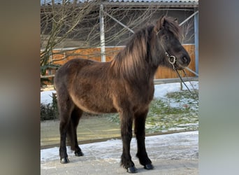 Icelandic Horse, Mare, 10 years, 13 hh, Black