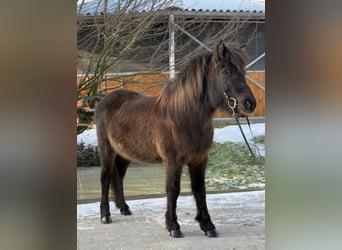 Icelandic Horse, Mare, 10 years, 13 hh, Black