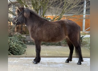 Icelandic Horse, Mare, 10 years, 13 hh, Black