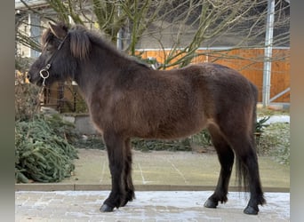 Icelandic Horse, Mare, 10 years, 13 hh, Black