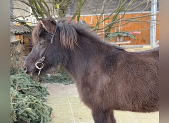 Icelandic Horse, Mare, 10 years, 13 hh, Black