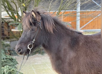 Icelandic Horse, Mare, 10 years, 13 hh, Black