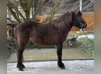 Icelandic Horse, Mare, 10 years, 13 hh, Black