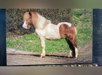 Icelandic Horse, Mare, 10 years, 13 hh, Pinto