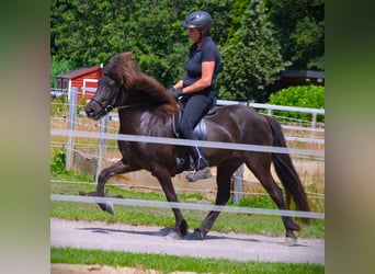 Icelandic Horse, Mare, 10 years, 13,1 hh, Black