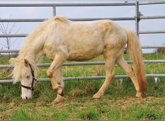 Icelandic Horse, Mare, 10 years, 13,1 hh, Perlino