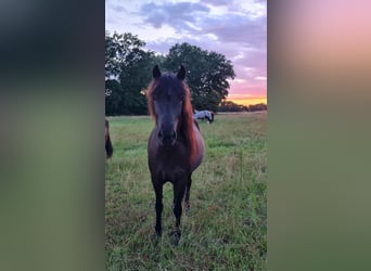 Icelandic Horse, Mare, 10 years, 13,2 hh, Black