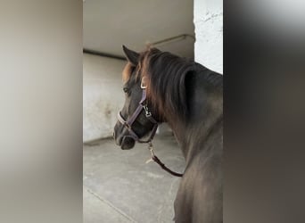 Icelandic Horse, Mare, 10 years, 14.1 hh, Black