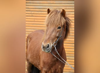 Icelandic Horse, Mare, 10 years, 14.1 hh, Chestnut-Red