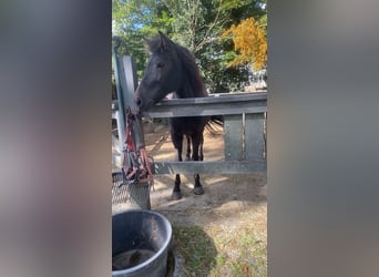 Icelandic Horse, Mare, 10 years, 14.2 hh, Brown