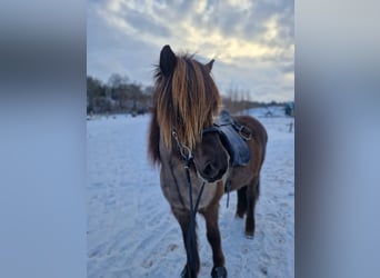 Icelandic Horse, Mare, 10 years, 14 hh, Bay-Dark