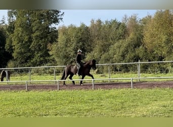 Icelandic Horse, Mare, 10 years, 14 hh, Black