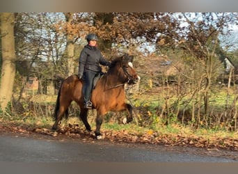 Icelandic Horse, Mare, 10 years, 14 hh, Brown