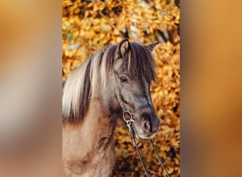 Icelandic Horse, Mare, 10 years, 14 hh, Dun