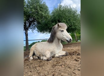 Icelandic Horse, Mare, 10 years, 14 hh, Grey