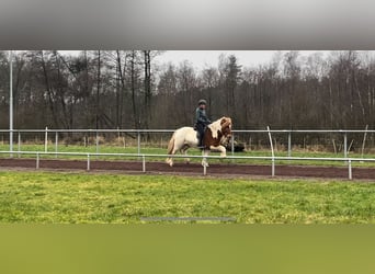 Icelandic Horse, Mare, 10 years, 14 hh, Pinto