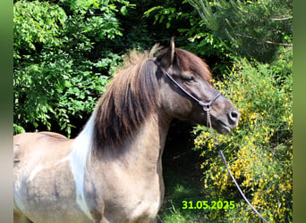 Icelandic Horse, Mare, 10 years, 14 hh, Pinto