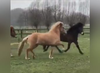 Icelandic Horse, Mare, 10 years, 14 hh, Red Dun